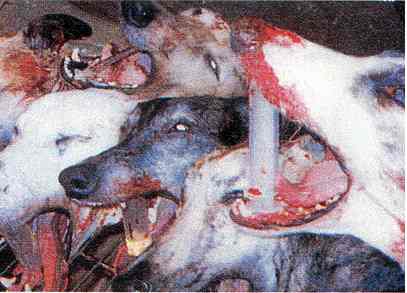 Animals in man-made paradise